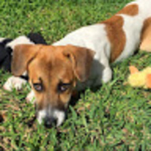 Meet your Posher, Alisa